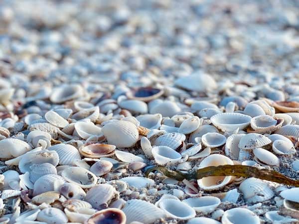 SHELL