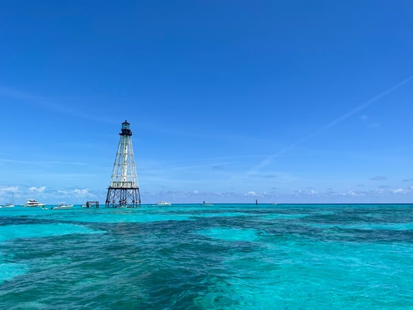 alligatorreef